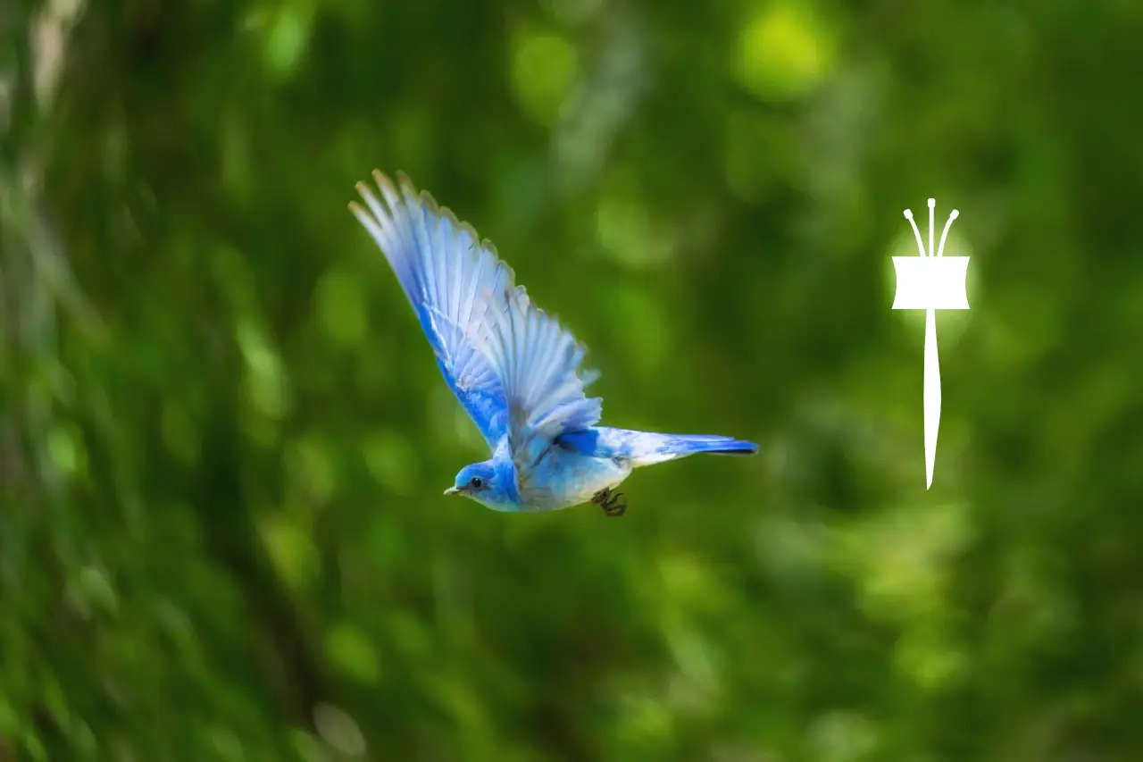 Oiseau bleu en vol NOBOOK