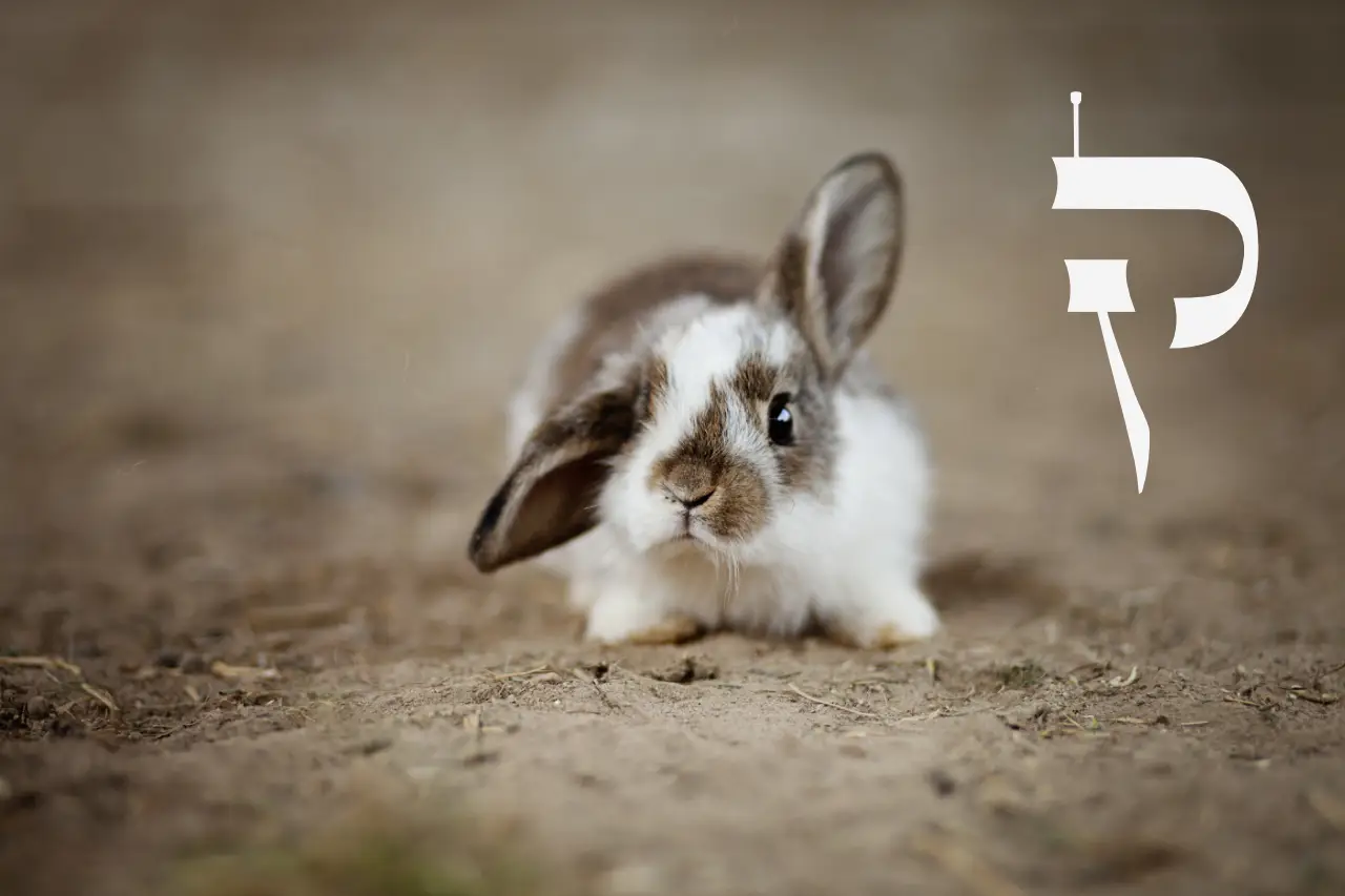 Lapin qui tend une oreille. NOBOOK