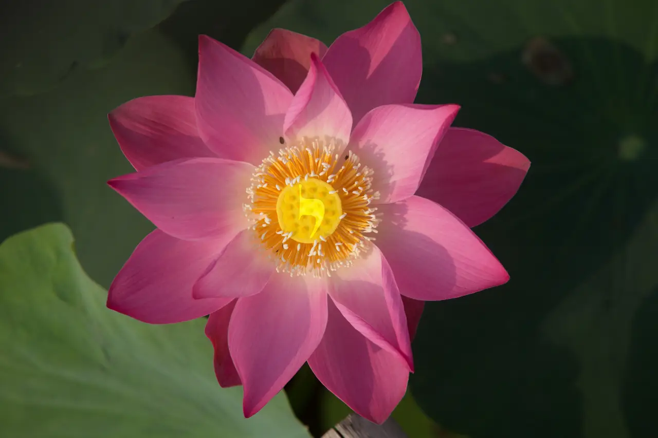 Lotus